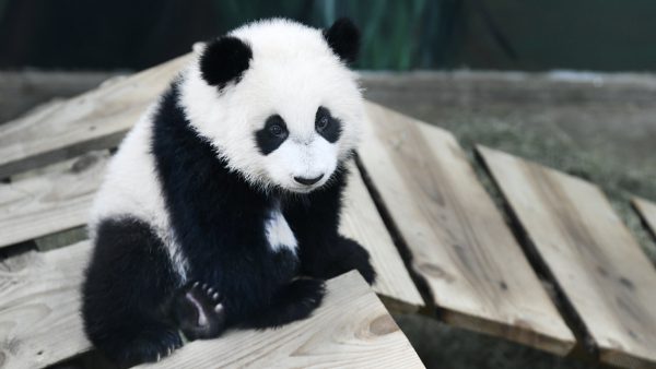 Kleine panda Fan Xing in Ouwehands Dierenpark trekt volle zalen