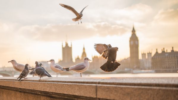 peta boos koningin Elizabeth engeland roya