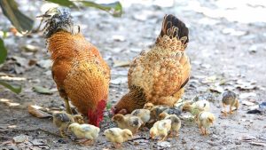 Thumbnail voor Vogelgriep bij pluimveebedrijf in Utrechtse Hekendorp, 100.000 dieren geruimd