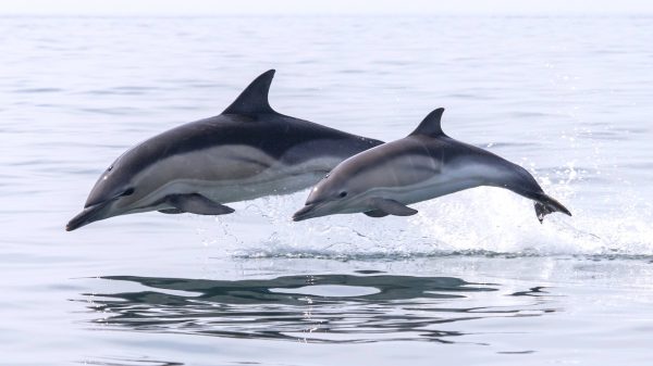 dolfijnen aangespoeld zeeuwse kust