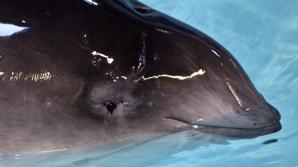 Aantal bruinvissen in Noordzee verzevenvoudigd.