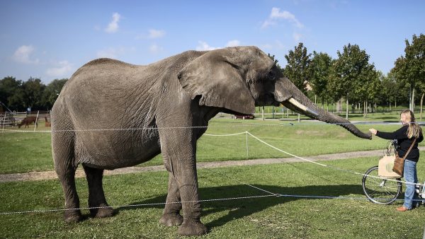 Olifant Buba mag niet meer met circusfamilie meereizen, minister Schouten zoekt 'goede plek'