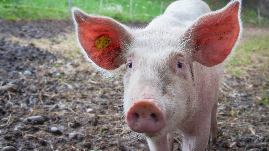 Tientallen loslopende varkens door gekantelde vrachtwagen in Den Bosch