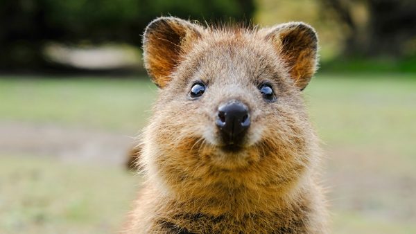 Heb je een off-day? Kijk dan even vijf minuten naar quokka's, de vrolijkste beestjes op aarde