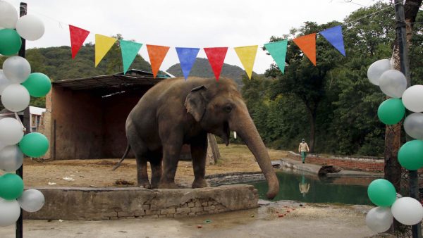 'De eenzaamste olifant ter wereld' Kavaan verhuist naar olifantenreservaat