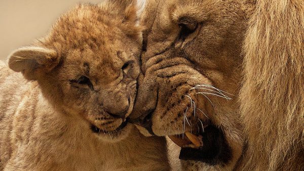 drieling leeuwen geboren burgerszoo