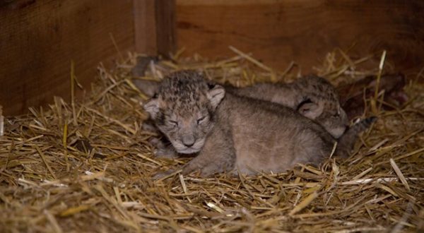 drie leeuwenwelpjes geboren burgers zoo