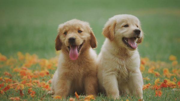 Luna en Max zijn (weer) de populairste hondennamen dit jaar