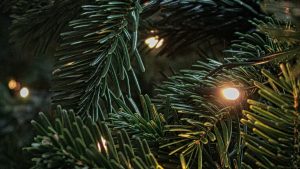 Thumbnail voor Nep of toch naald? Handige tips voor een écht duurzame kerstboom