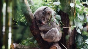 Thumbnail voor Australische familie vindt een knagende koala in de kerstboom