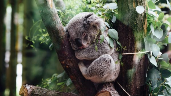Deze Australische familie vindt een koala in de kerstboom
