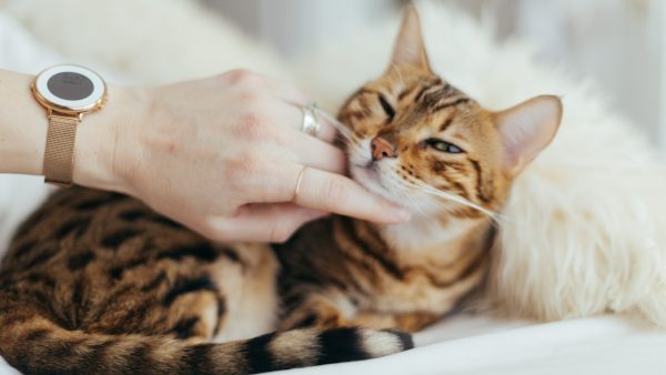 We zeggen vaker ‘Ik hou van jou’ tegen onze kat dan tegen onze moeder