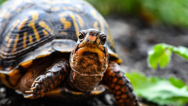 Beschermde reptielen gevonden in snoep, souvenirs en speelgoed