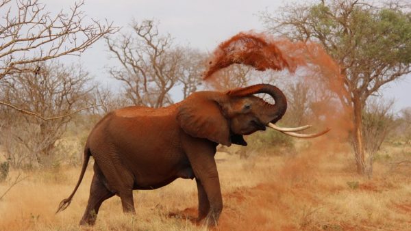 Namibië heeft te veel olifanten en biedt er 170 te koop aan