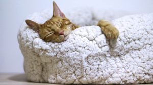 Thumbnail voor Houdverbod voor dierenmishandelaars eerder opgelegd door nieuwe wet