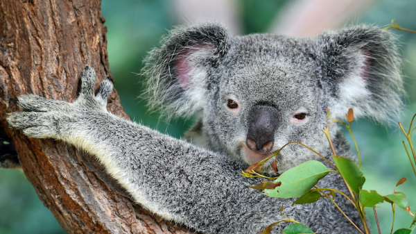 koala