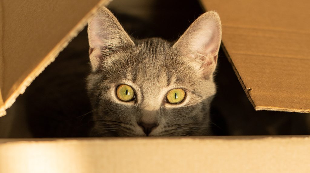 8 x dit wist je nog niet over je kat (waarom slapen ze graag in een doos?)