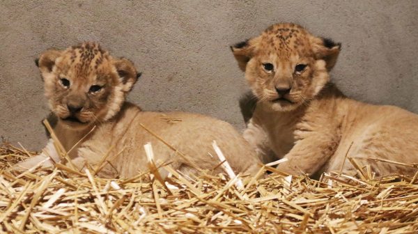 Dierenpark Amersfoort verwelkomt twee welpjes