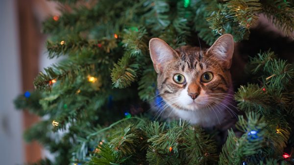 Dierenarts waarschuwt voor kerstversiering- 'Koop een neppe kerstboom'_
