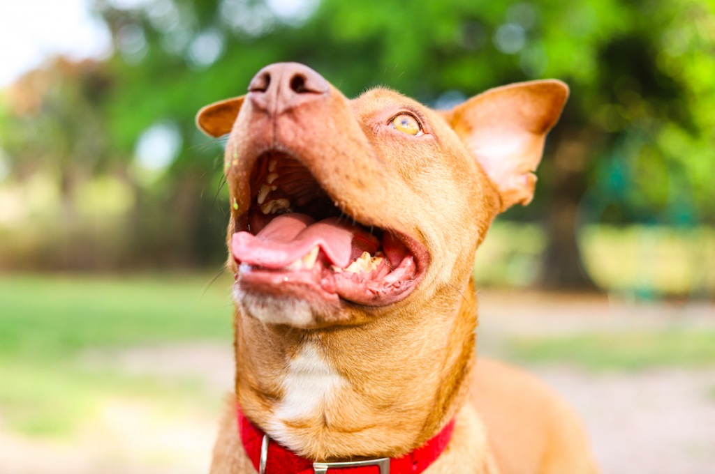 pitbull
