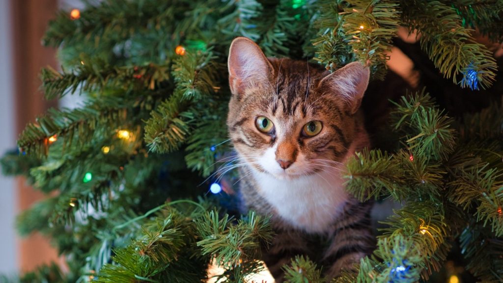 Winkels geven gratis kerstbomen weg om voor de harde lockdown van voorraad af te komen