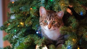 Thumbnail voor Winkels geven gratis kerstbomen weg om van voorraad af te komen
