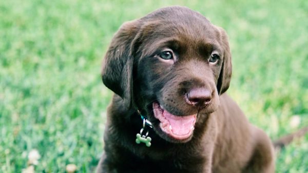 labrador puppy populair