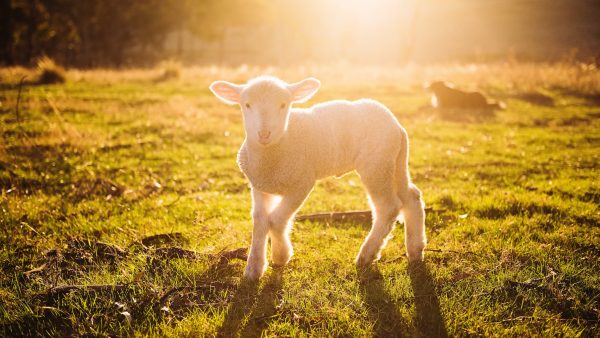 schapen aaien vrouw droom video twitter