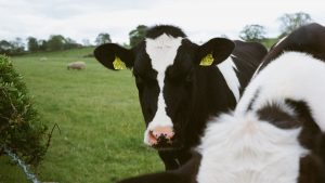 Thumbnail voor Wakker Dier zet juridische stappen tegen NVWA: 'Ze grepen niet in bij dierenleed in extreme hitte'