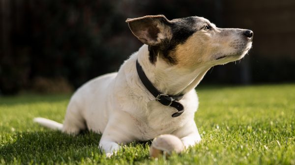 Aangereden hond Charlie hangt een uur lang in bumper van rijdende auto_