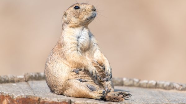 Nederlandse Vereniging van Dierentuinen- 'We kijken angstig naar de toekomst'_