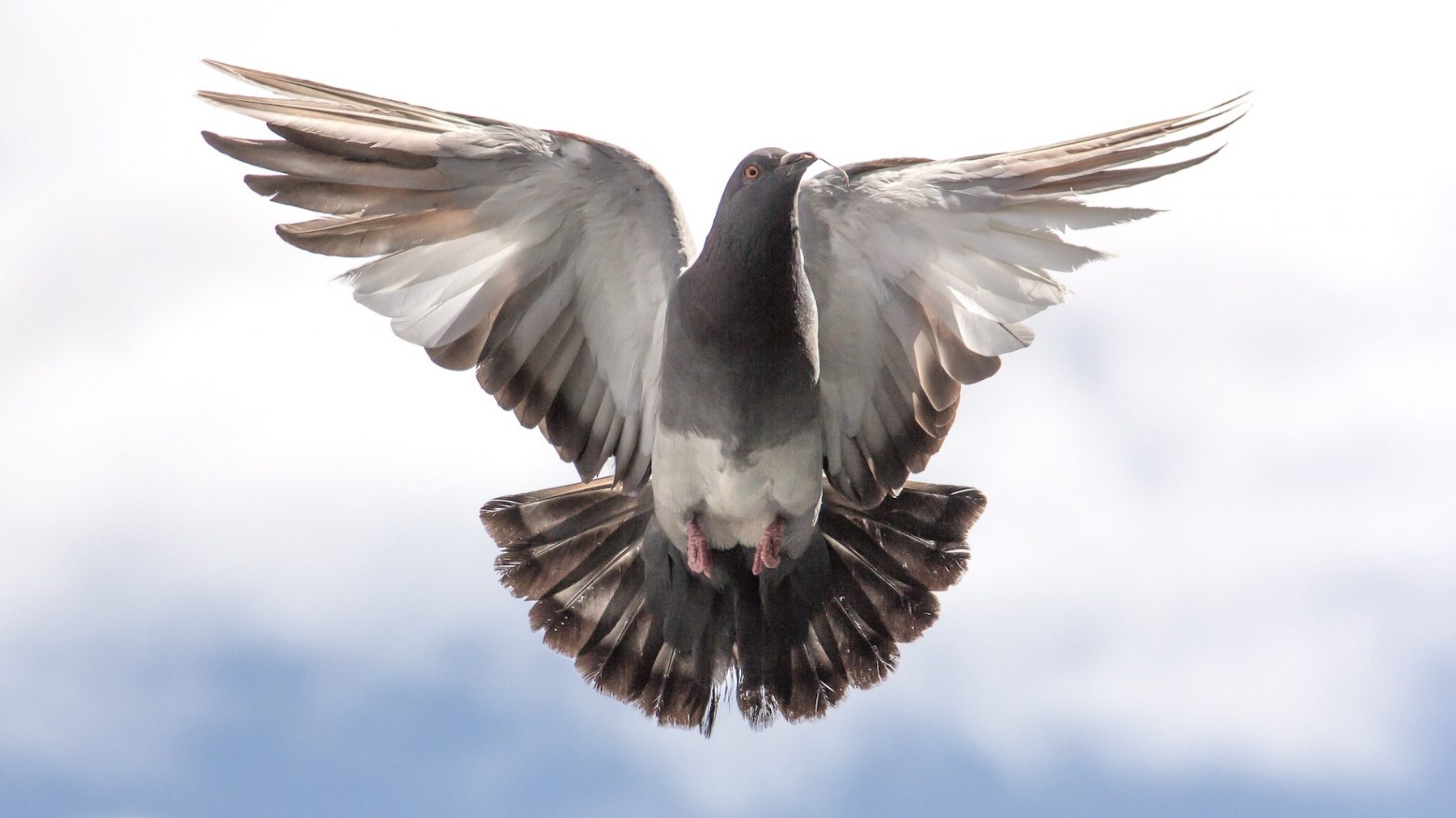 dode duiven lelystad vergiftigd
