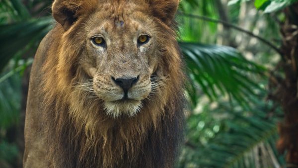 Leeuwenwelpjes zetten eerste stapjes buiten in DierenPark Amersfoort