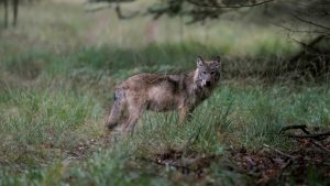 Thumbnail voor Familie van acht (!) wolven wandelt op gemak langs camera op de Veluwe