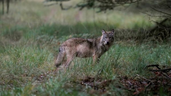 wolven-familie-gespot-veluwe-scaled