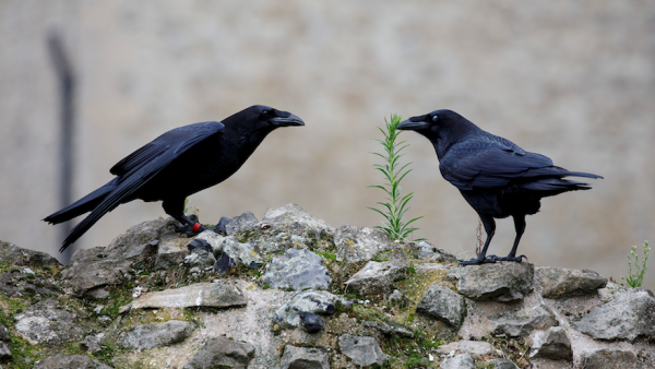 raven tower of london