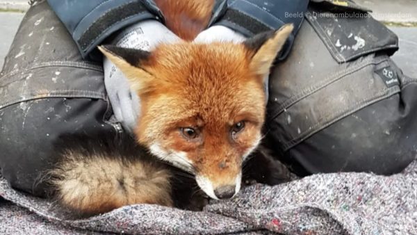 Dierenambulance redt verdwaalde vos in centrum Amsterdam