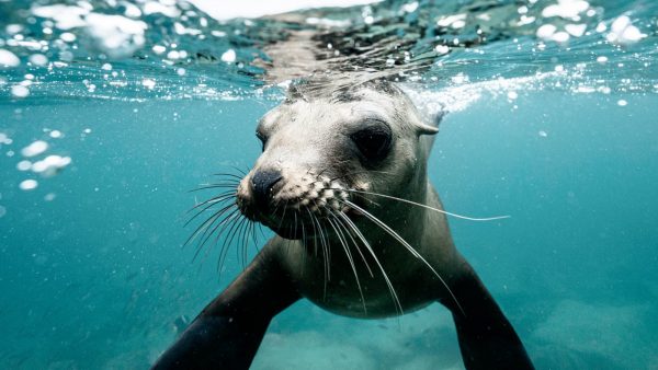 Politie in Zeeland haalt boze zeehond van de weg