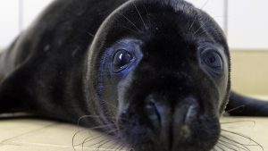 Thumbnail voor Zeldzame zwarte zeehond in Noordwijk aangespoeld