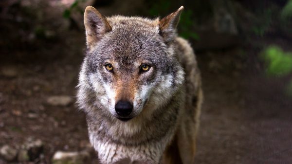 Friese boeren halen tienduizend euro op voor gigantisch wolvenhek rondom de provincie