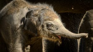 Ooievaar vliegt over Diergaarde Blijdorp: er is een olifantje op komst