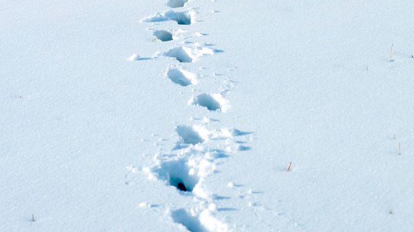 boodschap in de sneeuw in Groningen