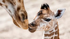 Thumbnail voor Zeldzame Nubische giraffe geboren in Safaripark Beekse Bergen en ze heet Christine