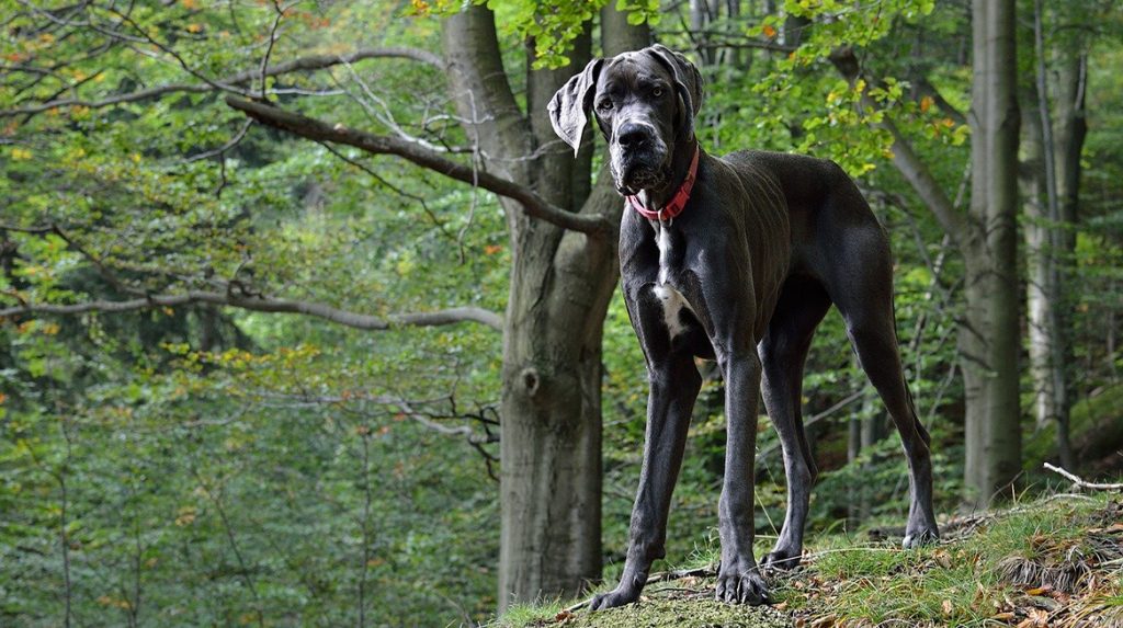's Werelds grootste hond Freddy op achtjarige leeftijd overleden