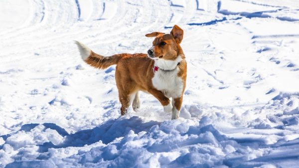 Honden redden levens