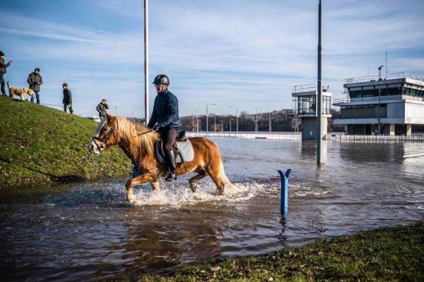paarden-maas-hoogwater-2