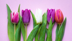 Thumbnail voor Waar of niet waar: een stuiver bij je tulpen voorkomt hangende kopjes