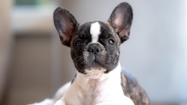 Klooster droogte Kluisje Hier moet je op letten bij de aanschaf van een hond - LINDA.nl