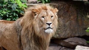 Pas au revoir: leeuwen uit Artis gaan toch niet naar Frankrijk