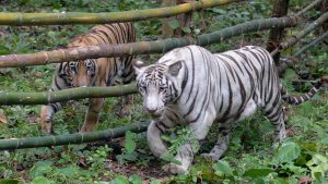 Thumbnail voor Tijgers ontsnappen uit Indonesische dierentuin, werknemer gedood